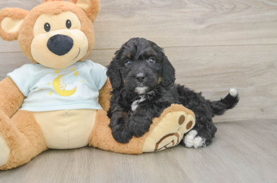 Best Mini Bernedoodle Baby