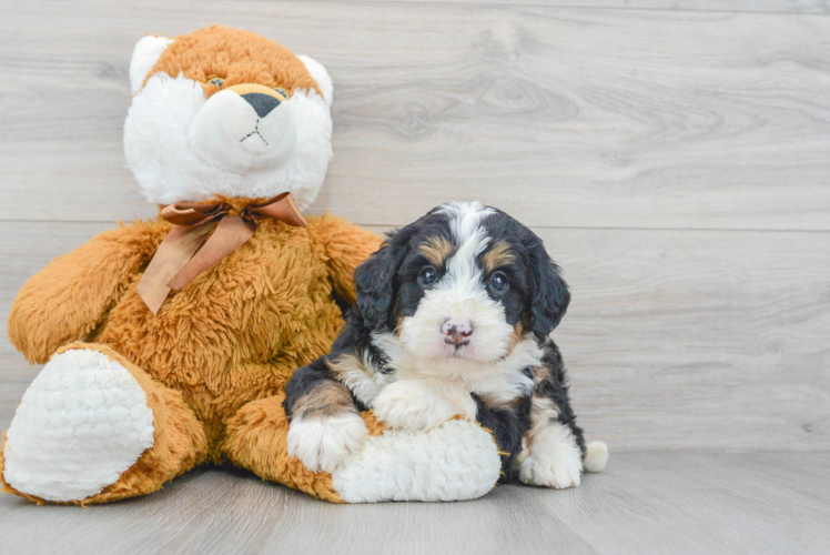 Meet Marvin - our Mini Bernedoodle Puppy Photo 1/3 - Puppy Love PR Best Mini Bernedoodle Baby