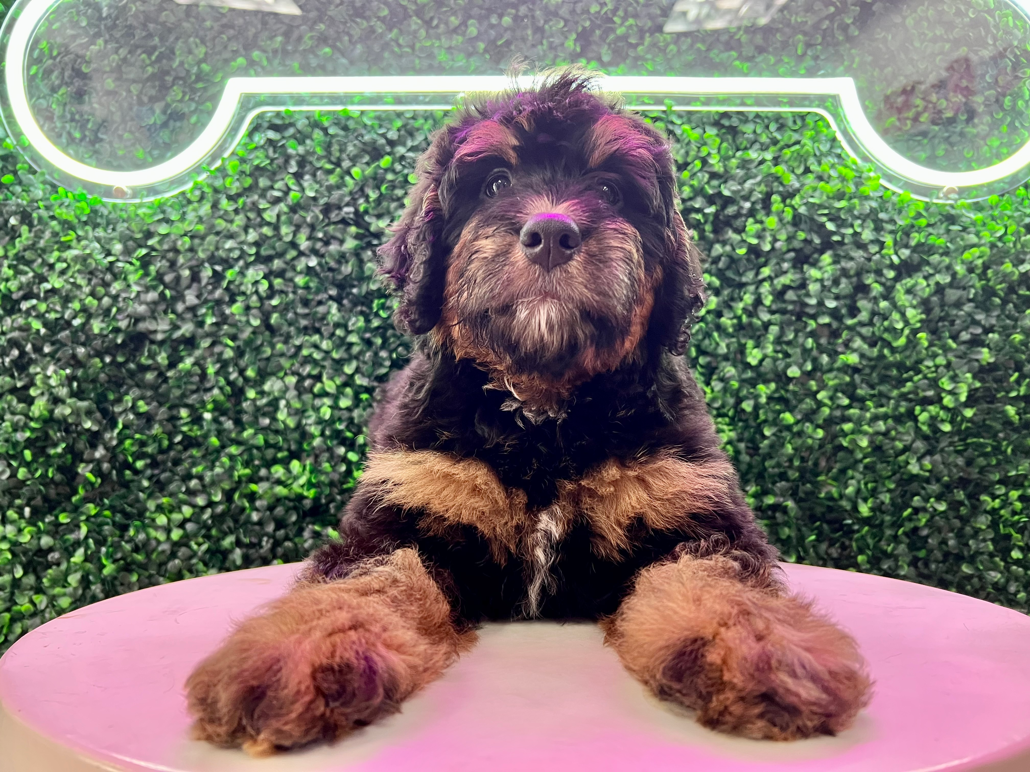 Cute Mini Bernedoodle Poodle Mix Pup