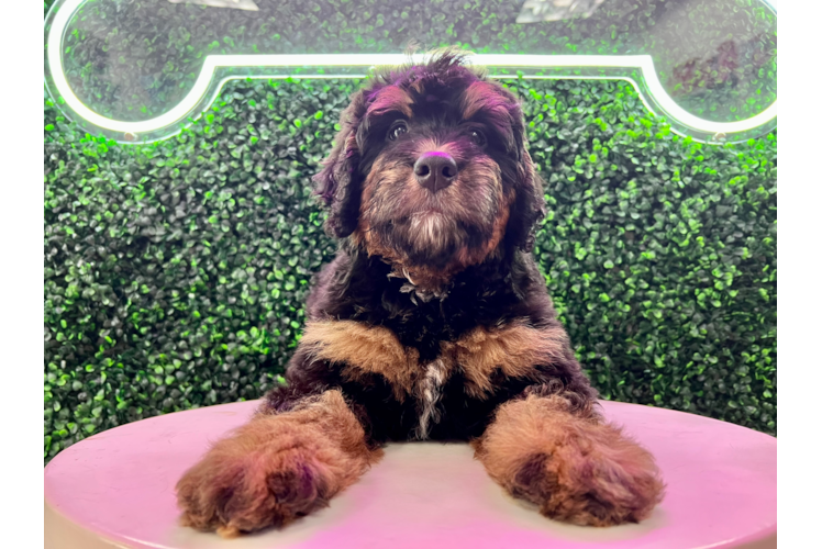 Cute Mini Bernedoodle Poodle Mix Pup