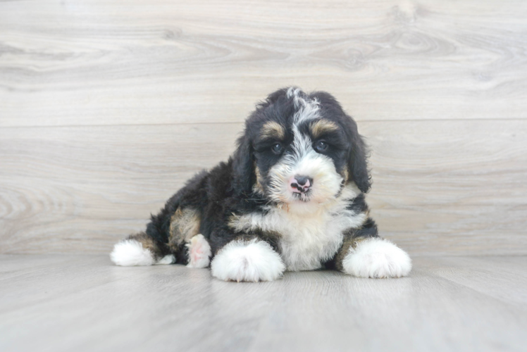 Cute Mini Bernedoodle Baby