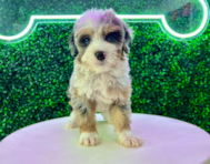 9 week old Mini Bernedoodle Puppy For Sale - Puppy Love PR