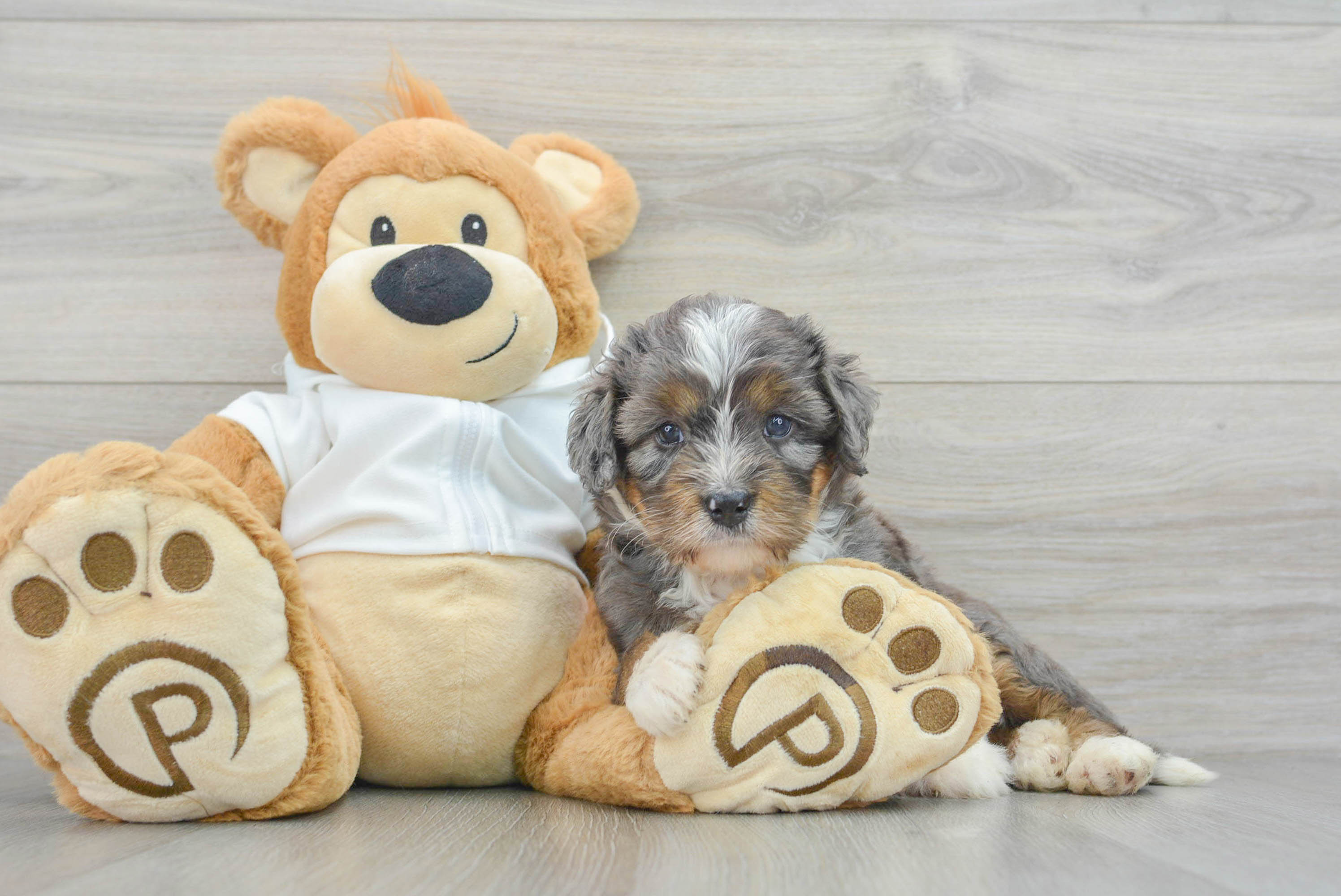 Mini Bernedoodle Pup Being Cute