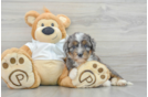 Mini Bernedoodle Pup Being Cute