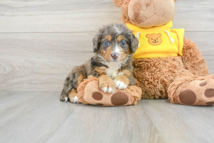 Meet Migo - our Mini Bernedoodle Puppy Photo 1/3 - Puppy Love PR Best Mini Bernedoodle Baby