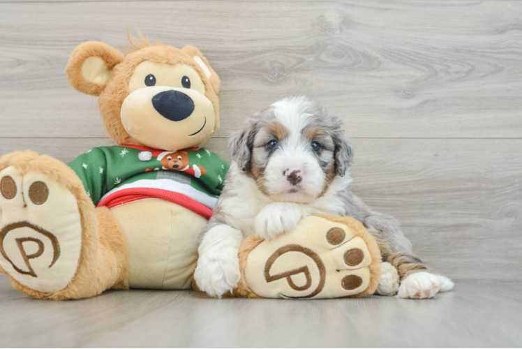 Meet Migo - our Mini Bernedoodle Puppy Photo 1/3 - Puppy Love PR Mini Bernedoodle Puppy for Adoption