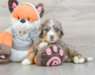7 week old Mini Bernedoodle Puppy For Sale - Puppy Love PR