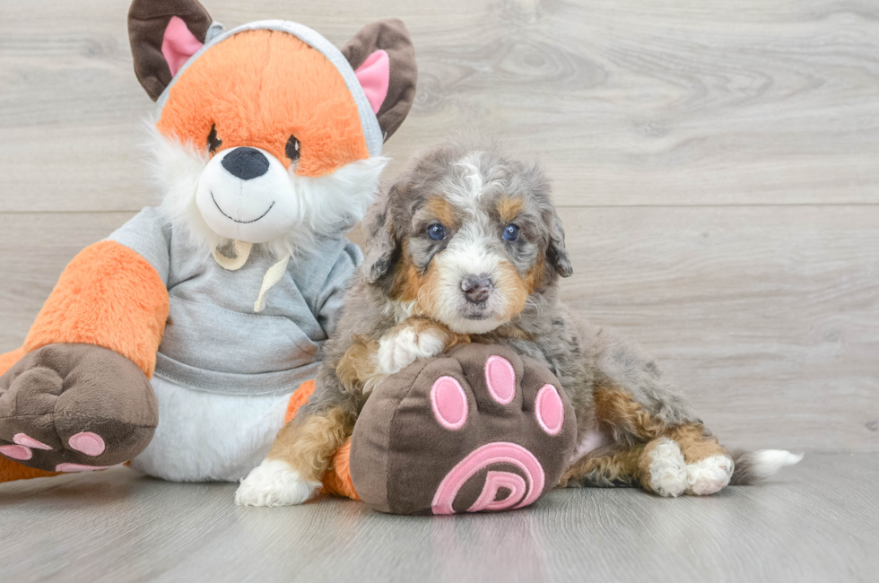 5 week old Mini Bernedoodle Puppy For Sale - Puppy Love PR