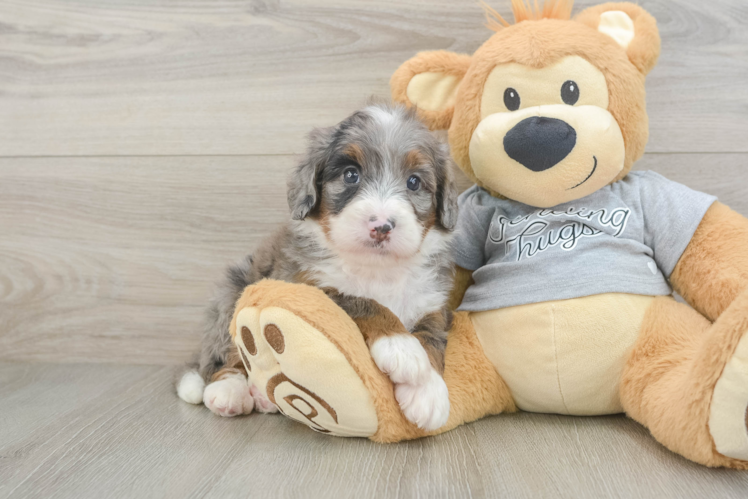 Mini Bernedoodle Pup Being Cute