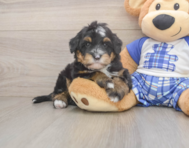 7 week old Mini Bernedoodle Puppy For Sale - Puppy Love PR