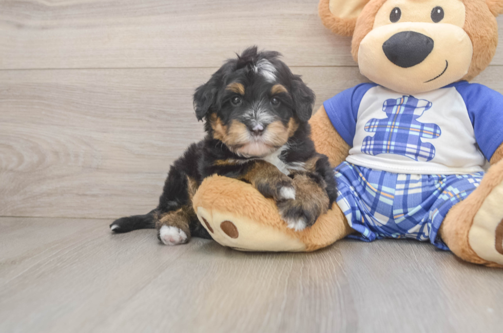 5 week old Mini Bernedoodle Puppy For Sale - Puppy Love PR