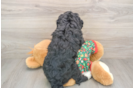 Mini Bernedoodle Puppy for Adoption