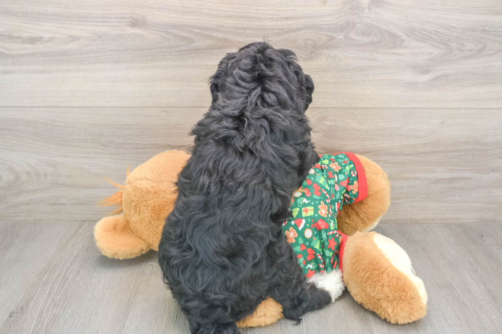 Mini Bernedoodle Puppy for Adoption