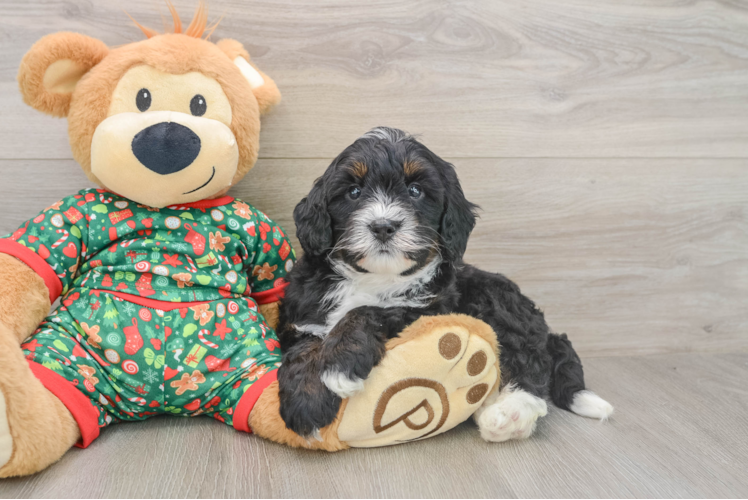 Mini Bernedoodle Puppy for Adoption