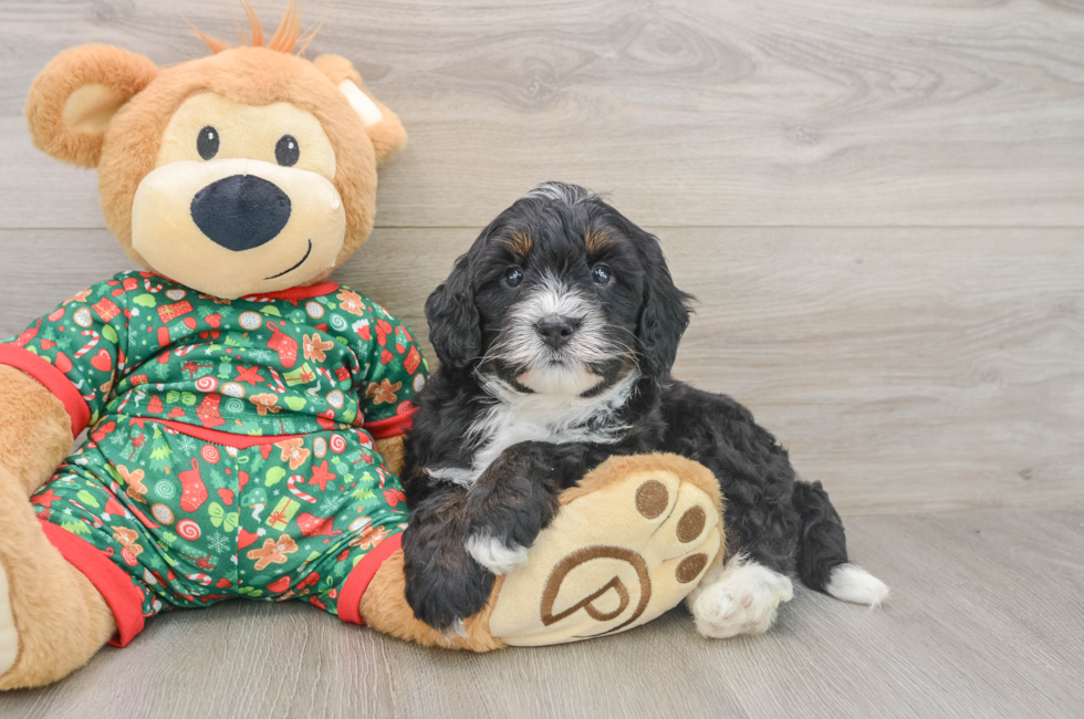 5 week old Mini Bernedoodle Puppy For Sale - Puppy Love PR