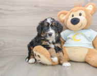 5 week old Mini Bernedoodle Puppy For Sale - Puppy Love PR
