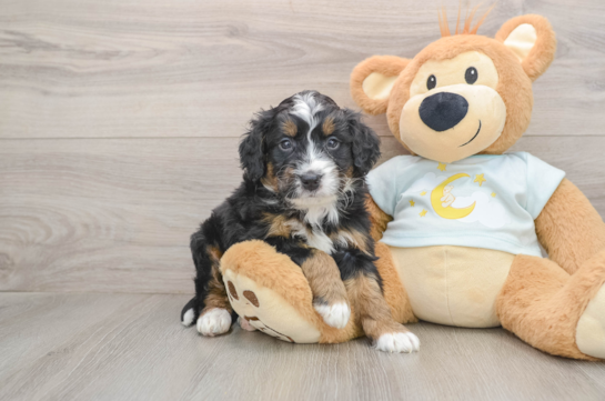 Mini Bernedoodle Pup Being Cute