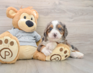 6 week old Mini Bernedoodle Puppy For Sale - Puppy Love PR