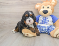 6 week old Mini Bernedoodle Puppy For Sale - Puppy Love PR