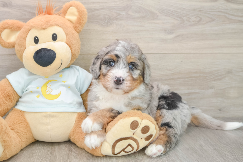 Best Mini Bernedoodle Baby