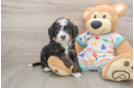 Mini Bernedoodle Pup Being Cute