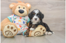 Mini Bernedoodle Pup Being Cute
