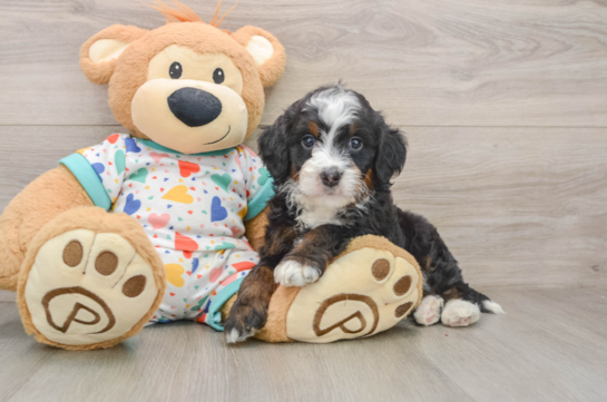 Mini Bernedoodle Pup Being Cute