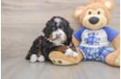 Best Mini Bernedoodle Baby