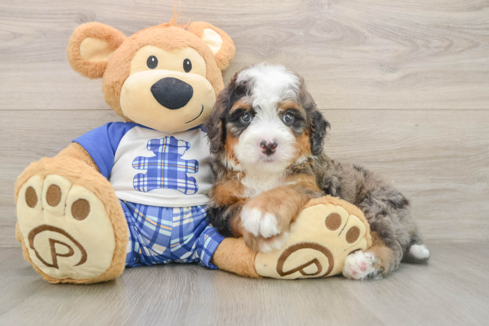 Energetic Mini Bernesedoodle Poodle Mix Puppy
