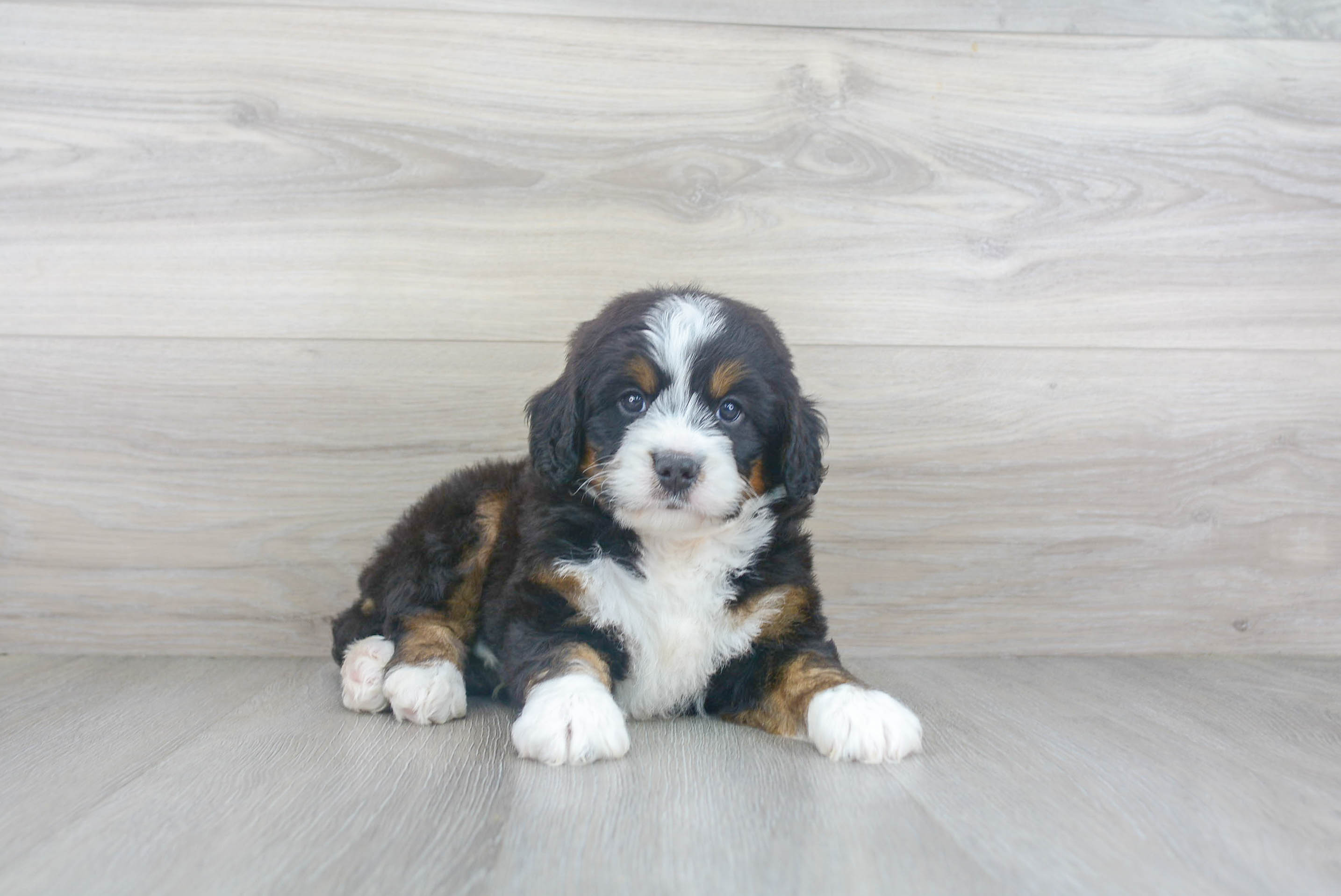 Mini Bernedoodle Pup Being Cute