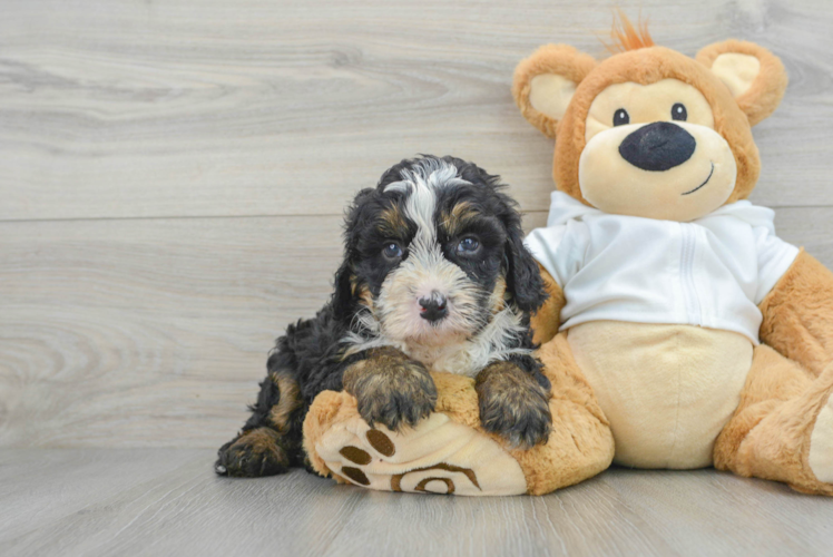 Meet Mika - our Mini Bernedoodle Puppy Photo 1/3 - Puppy Love PR Mini Bernedoodle Puppy for Adoption