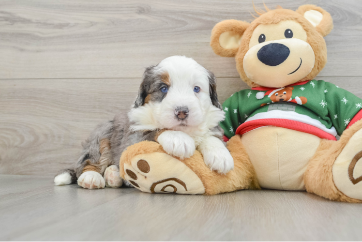 Meet Mika - our Mini Bernedoodle Puppy Photo 1/3 - Puppy Love PR Energetic Mini Berniedoodle Poodle Mix Puppy
