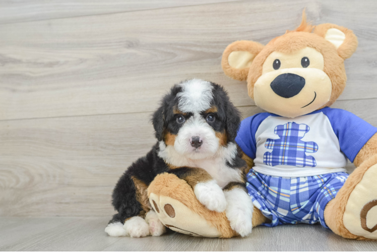 Funny Mini Bernedoodle Poodle Mix Pup