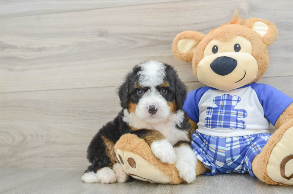 6 week old Mini Bernedoodle Puppy For Sale - Puppy Love PR