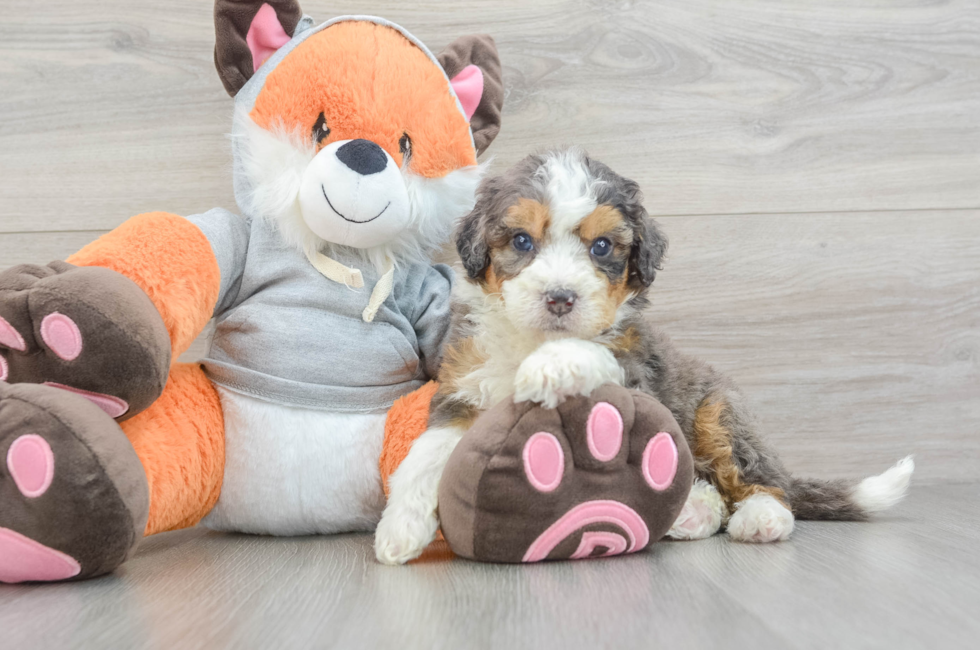 5 week old Mini Bernedoodle Puppy For Sale - Puppy Love PR