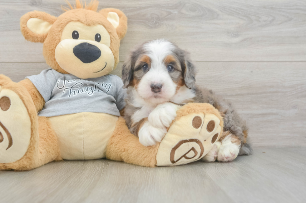 7 week old Mini Bernedoodle Puppy For Sale - Puppy Love PR