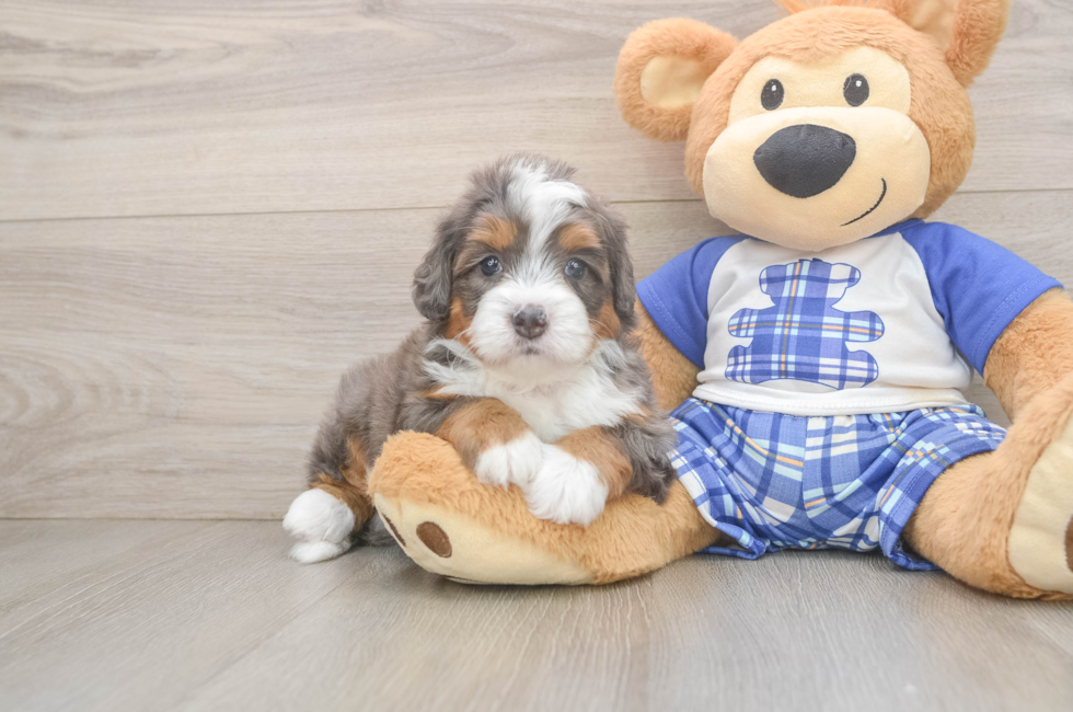 5 week old Mini Bernedoodle Puppy For Sale - Puppy Love PR