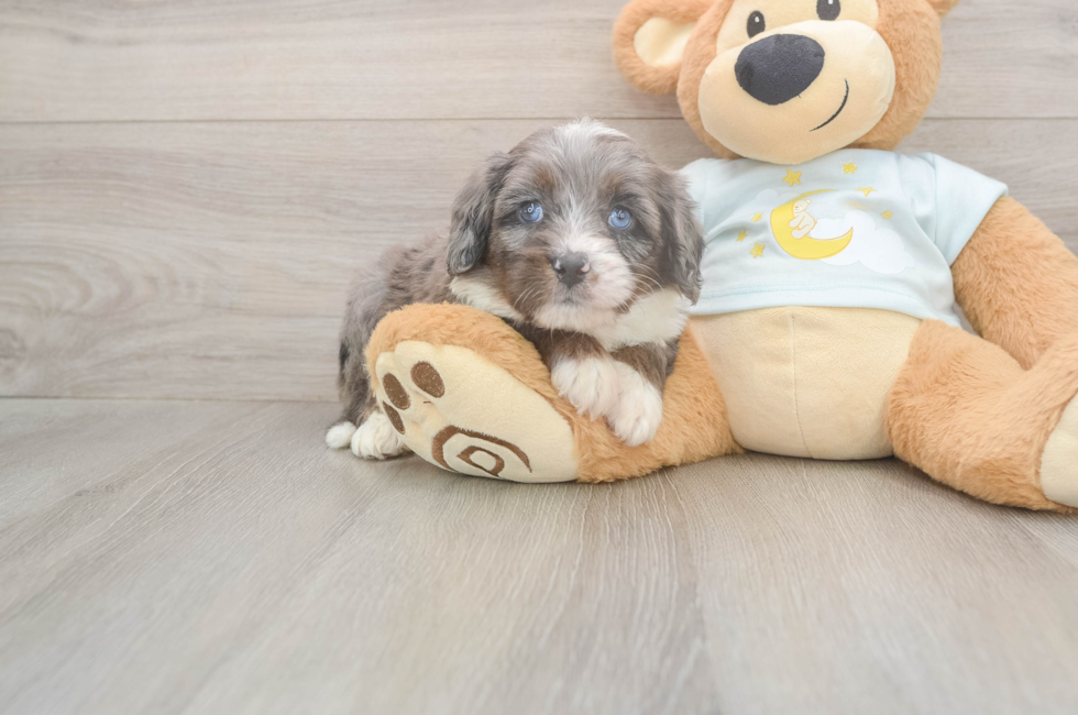 5 week old Mini Bernedoodle Puppy For Sale - Puppy Love PR