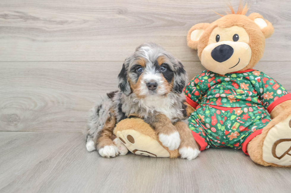 5 week old Mini Bernedoodle Puppy For Sale - Puppy Love PR
