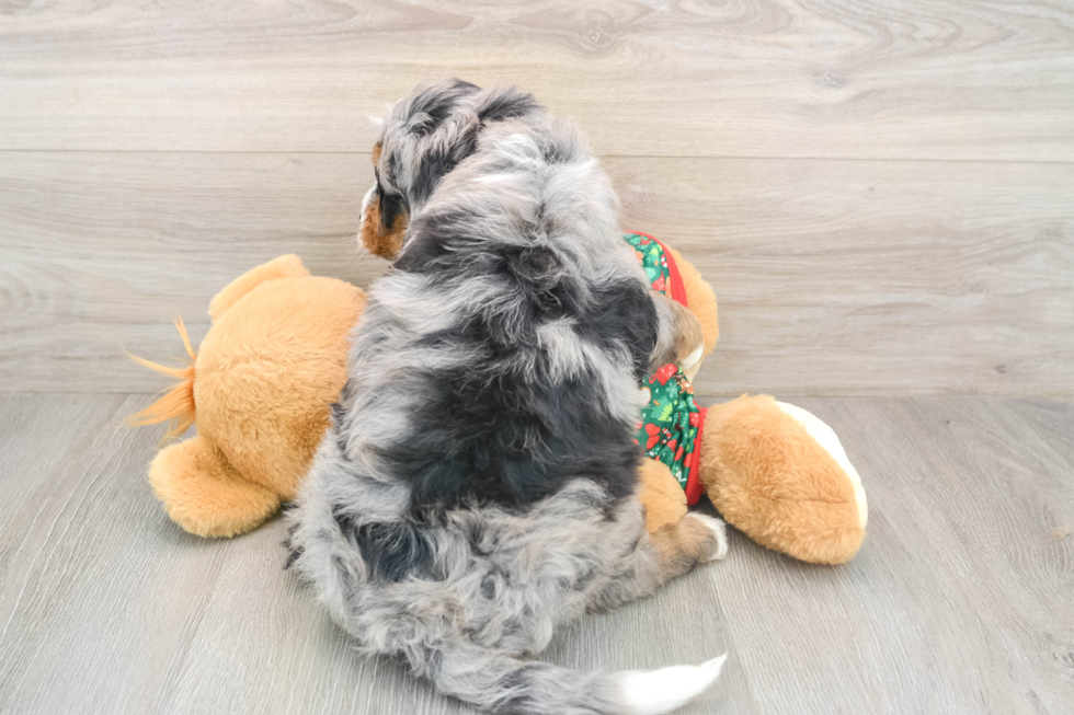 Happy Mini Bernedoodle Baby
