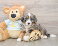 5 week old Mini Bernedoodle Puppy For Sale - Puppy Love PR