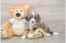 Small Mini Bernedoodle Baby