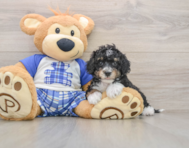 7 week old Mini Bernedoodle Puppy For Sale - Puppy Love PR