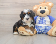 6 week old Mini Bernedoodle Puppy For Sale - Puppy Love PR