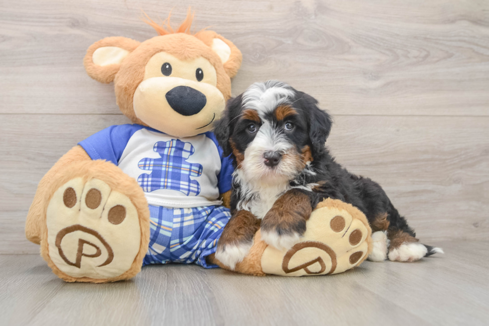 Mini Bernedoodle Pup Being Cute
