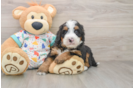 Petite Mini Bernedoodle Poodle Mix Pup