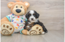 Best Mini Bernedoodle Baby