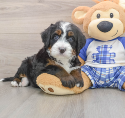 7 week old Mini Bernedoodle Puppy For Sale - Puppy Love PR