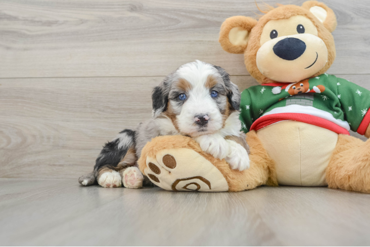 Meet Mila - our Mini Bernedoodle Puppy Photo 1/3 - Puppy Love PR Happy Mini Bernedoodle Baby