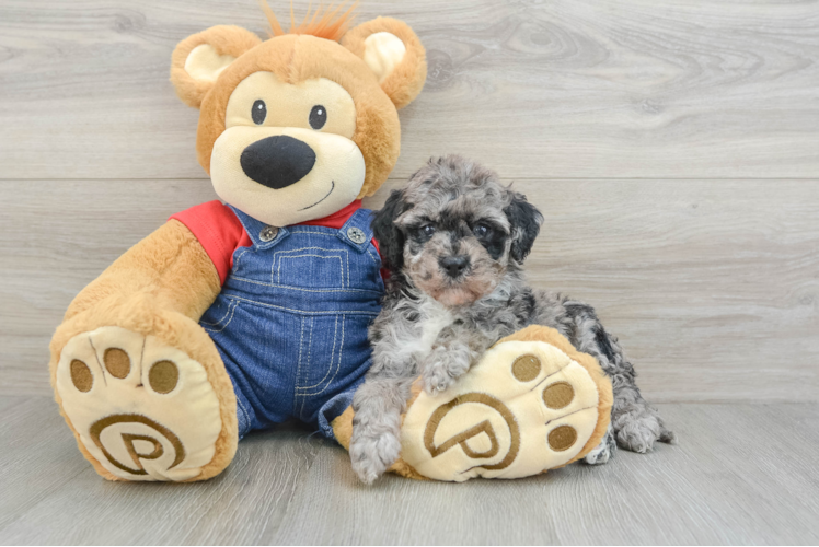 Meet Mila - our Mini Bernedoodle Puppy Photo 1/3 - Puppy Love PR Petite Mini Bernedoodle Poodle Mix Pup